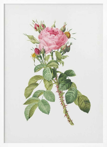 A framed vintage botanical illustration of a pink rose on a white background. The central stem is covered in sharp red thorns and has abundant green leaves. At the top, a large multi-petaled pink rose is in full bloom, surrounded by smaller red and pink buds. Artwork