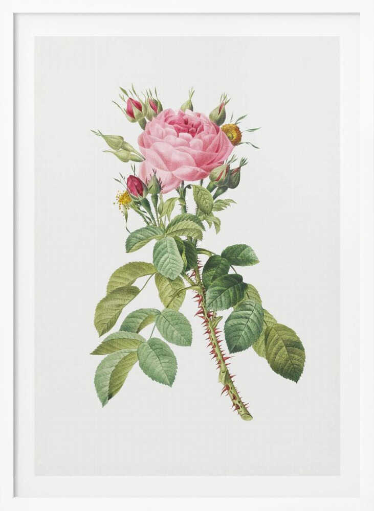 A framed vintage botanical illustration of a pink rose on a white background. The central stem is covered in sharp red thorns and has abundant green leaves. At the top, a large multi-petaled pink rose is in full bloom, surrounded by smaller red and pink buds. Artwork