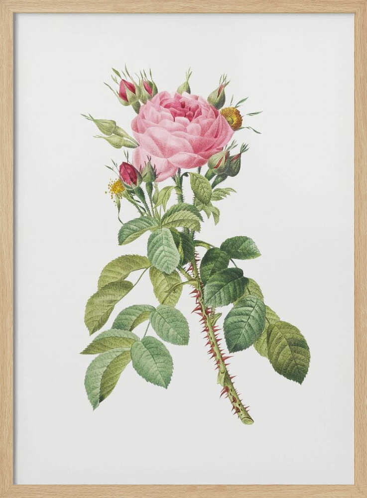 A framed vintage botanical illustration of a pink rose on a white background. The central stem is covered in sharp red thorns and has abundant green leaves. At the top, a large multi-petaled pink rose is in full bloom, surrounded by smaller red and pink buds. Artwork