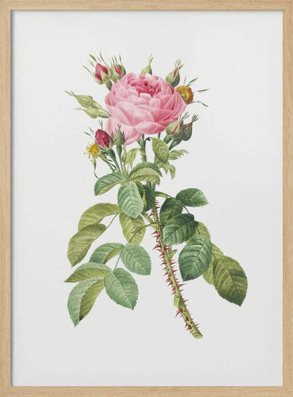 A framed vintage botanical illustration of a pink rose on a white background. The central stem is covered in sharp red thorns and has abundant green leaves. At the top, a large multi-petaled pink rose is in full bloom, surrounded by smaller red and pink buds. Artwork