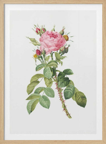 A framed vintage botanical illustration of a pink rose on a white background. The central stem is covered in sharp red thorns and has abundant green leaves. At the top, a large multi-petaled pink rose is in full bloom, surrounded by smaller red and pink buds. Artwork