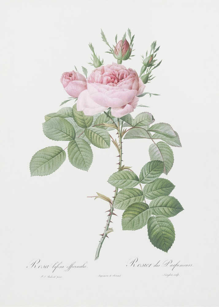 A vintage botanical illustration of a pink rose branch with full blooms and buds, green leaves, and a thorny stem against a white background. The artwork is framed in black and features script text at the bottom. Poster