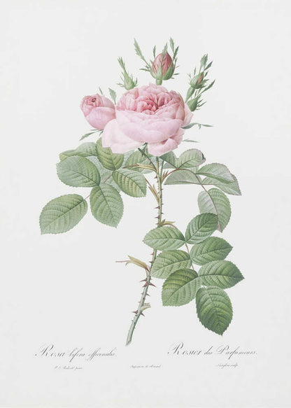 A vintage botanical illustration of a pink rose branch with full blooms and buds, green leaves, and a thorny stem against a white background. The artwork is framed in black and features script text at the bottom. Poster