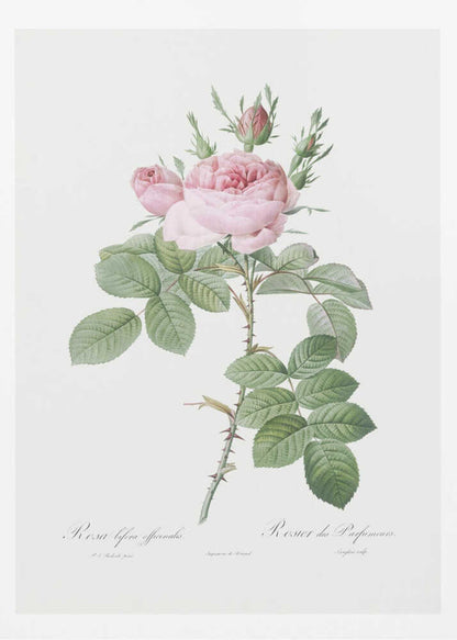 A vintage botanical illustration of a pink rose branch with full blooms and buds, green leaves, and a thorny stem against a white background. The artwork is framed in black and features script text at the bottom. Poster