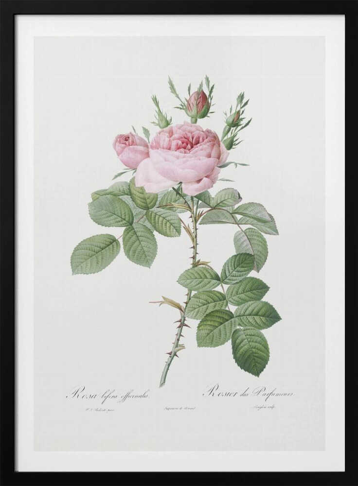 A vintage botanical illustration of a pink rose branch with full blooms and buds, green leaves, and a thorny stem against a white background. The artwork is framed in black and features script text at the bottom. Poster