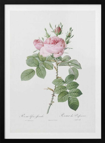 A vintage botanical illustration of a pink rose branch with full blooms and buds, green leaves, and a thorny stem against a white background. The artwork is framed in black and features script text at the bottom. Poster