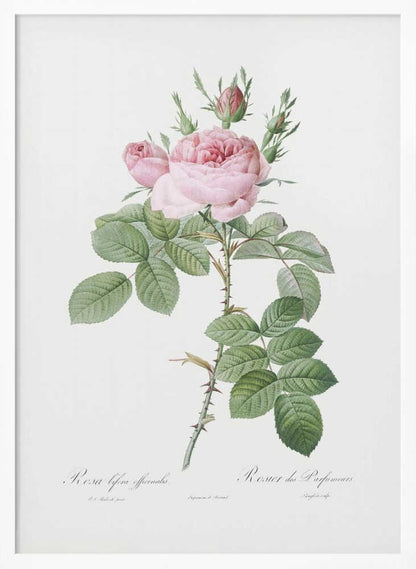 A vintage botanical illustration of a pink rose branch with full blooms and buds, green leaves, and a thorny stem against a white background. The artwork is framed in black and features script text at the bottom. Poster