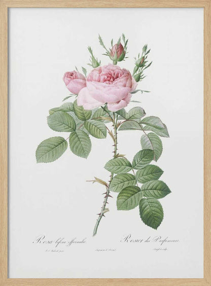 A vintage botanical illustration of a pink rose branch with full blooms and buds, green leaves, and a thorny stem against a white background. The artwork is framed in black and features script text at the bottom. Poster