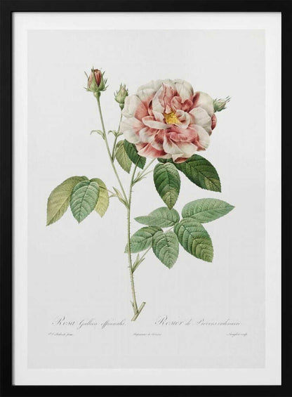 A vintage botanical illustration of a pink and white rose, Rosa Gallica Officinalis, on a single thorny stem with green leaves and buds, set against a plain white background inside a black frame. Cursive text identifies the flower at the bottom. Print