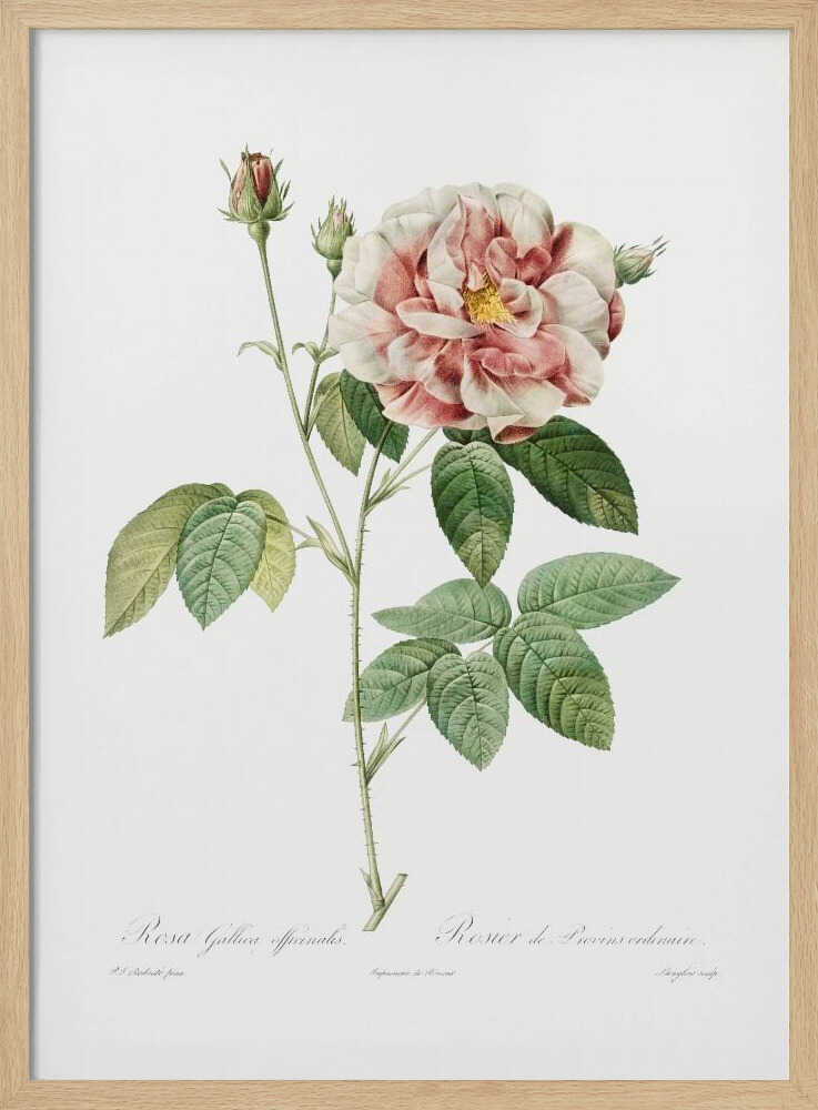 A vintage botanical illustration of a pink and white rose, Rosa Gallica Officinalis, on a single thorny stem with green leaves and buds, set against a plain white background inside a black frame. Cursive text identifies the flower at the bottom. Print