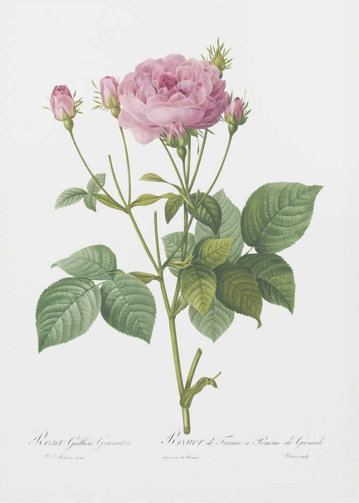 A vintage botanical illustration of a pink rose plant with one large, fully bloomed flower and several smaller buds. The plant has green leaves and is set against a plain white background, framed in black. There is cursive text at the bottom identifying the species. Poster