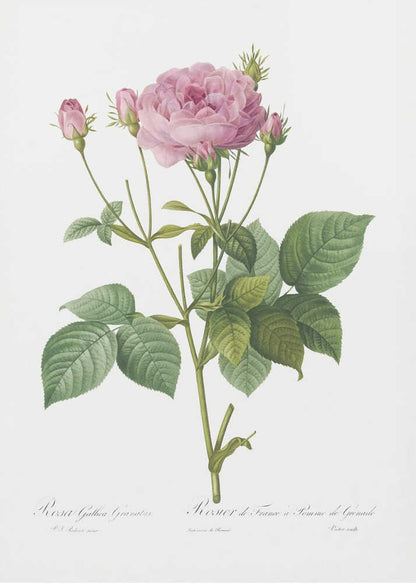 A vintage botanical illustration of a pink rose plant with one large, fully bloomed flower and several smaller buds. The plant has green leaves and is set against a plain white background, framed in black. There is cursive text at the bottom identifying the species. Poster