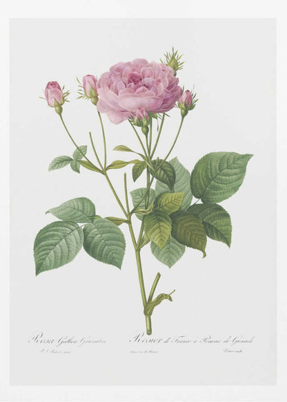 A vintage botanical illustration of a pink rose plant with one large, fully bloomed flower and several smaller buds. The plant has green leaves and is set against a plain white background, framed in black. There is cursive text at the bottom identifying the species. Poster