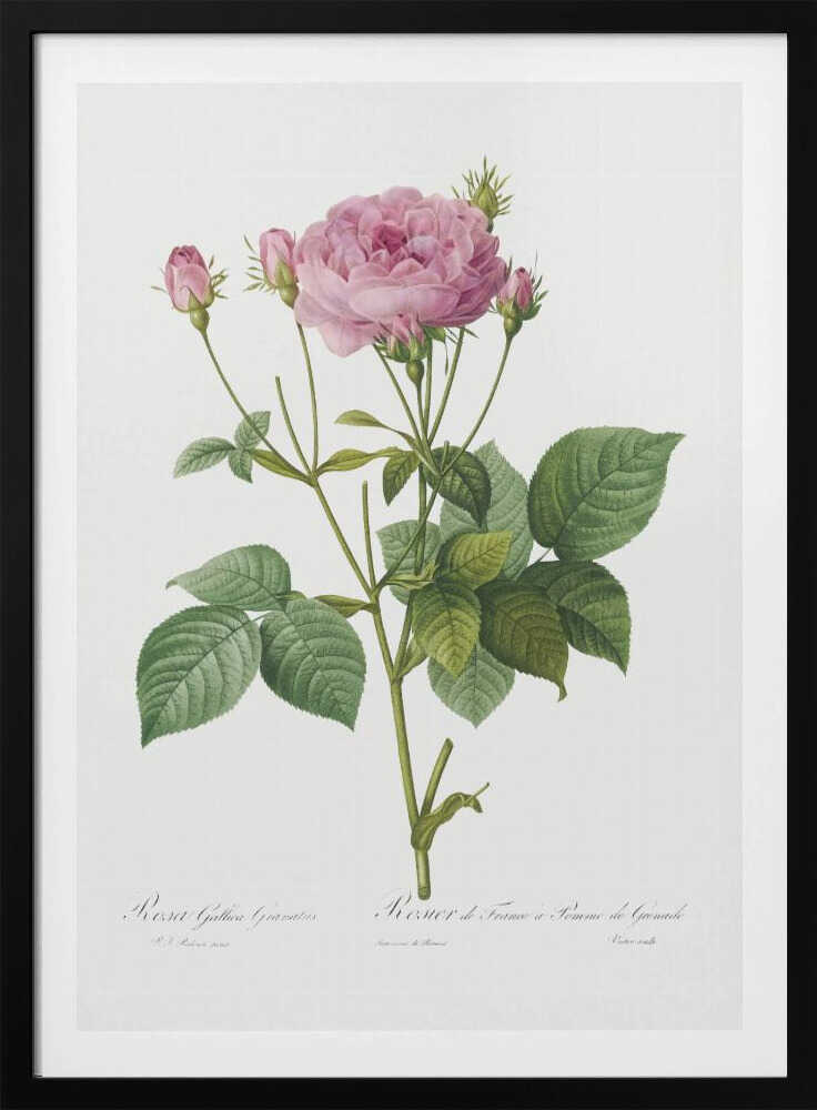 A vintage botanical illustration of a pink rose plant with one large, fully bloomed flower and several smaller buds. The plant has green leaves and is set against a plain white background, framed in black. There is cursive text at the bottom identifying the species. Poster