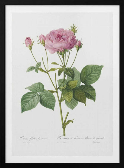 A vintage botanical illustration of a pink rose plant with one large, fully bloomed flower and several smaller buds. The plant has green leaves and is set against a plain white background, framed in black. There is cursive text at the bottom identifying the species. Poster