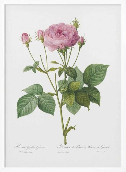 A vintage botanical illustration of a pink rose plant with one large, fully bloomed flower and several smaller buds. The plant has green leaves and is set against a plain white background, framed in black. There is cursive text at the bottom identifying the species. Poster