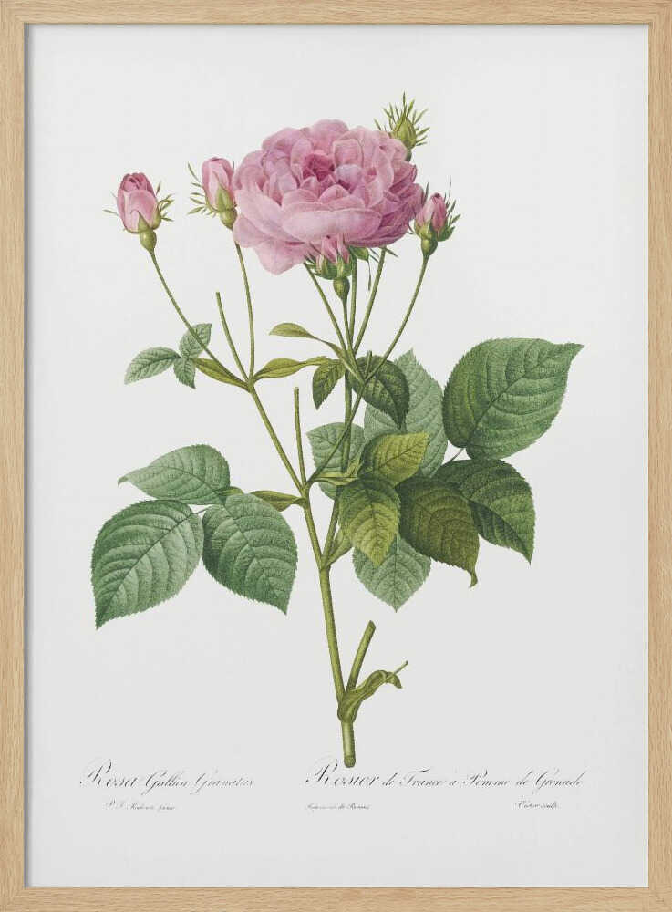 A vintage botanical illustration of a pink rose plant with one large, fully bloomed flower and several smaller buds. The plant has green leaves and is set against a plain white background, framed in black. There is cursive text at the bottom identifying the species. Poster
