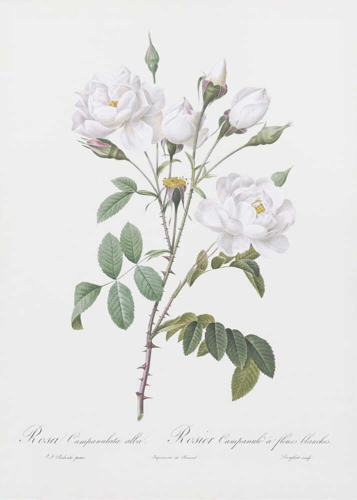 A framed vintage botanical illustration of a white rose branch, identified as 'Rosa Campanulata alba'. The illustration features several open white blossoms with yellow centers, closed buds, green leaves, and thorny stems against a light, off-white background. The print is housed in a simple black frame. Poster
