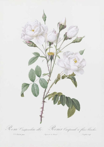 A framed vintage botanical illustration of a white rose branch, identified as 'Rosa Campanulata alba'. The illustration features several open white blossoms with yellow centers, closed buds, green leaves, and thorny stems against a light, off-white background. The print is housed in a simple black frame. Poster