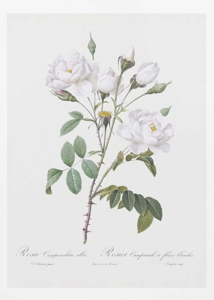 A framed vintage botanical illustration of a white rose branch, identified as 'Rosa Campanulata alba'. The illustration features several open white blossoms with yellow centers, closed buds, green leaves, and thorny stems against a light, off-white background. The print is housed in a simple black frame. Poster