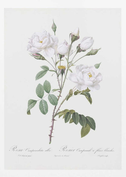 A framed vintage botanical illustration of a white rose branch, identified as 'Rosa Campanulata alba'. The illustration features several open white blossoms with yellow centers, closed buds, green leaves, and thorny stems against a light, off-white background. The print is housed in a simple black frame. Poster