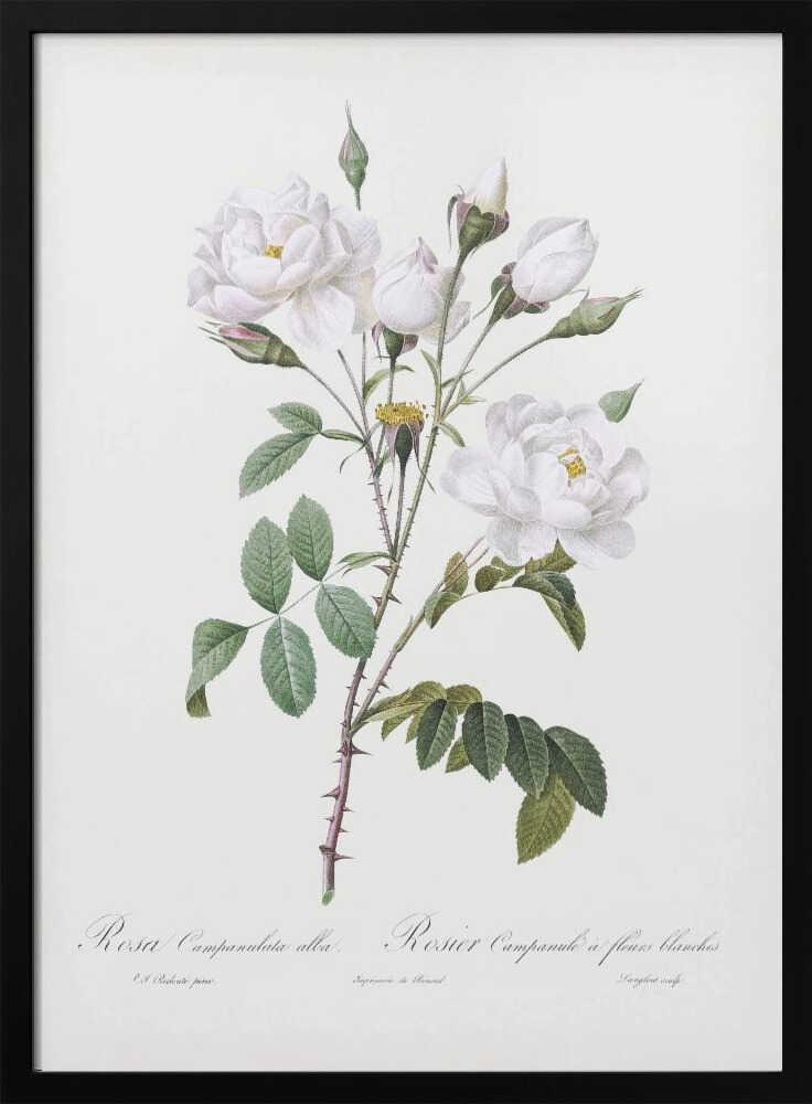 A framed vintage botanical illustration of a white rose branch, identified as 'Rosa Campanulata alba'. The illustration features several open white blossoms with yellow centers, closed buds, green leaves, and thorny stems against a light, off-white background. The print is housed in a simple black frame. Poster