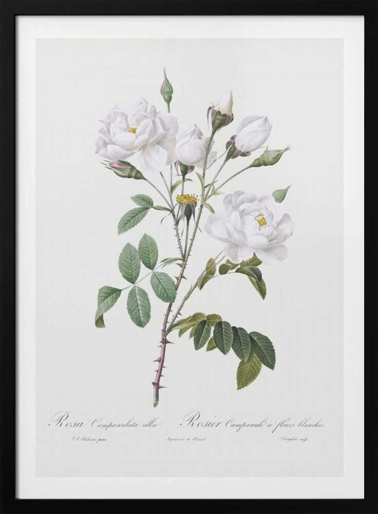 A framed vintage botanical illustration of a white rose branch, identified as 'Rosa Campanulata alba'. The illustration features several open white blossoms with yellow centers, closed buds, green leaves, and thorny stems against a light, off-white background. The print is housed in a simple black frame. Poster