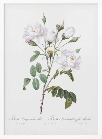A framed vintage botanical illustration of a white rose branch, identified as 'Rosa Campanulata alba'. The illustration features several open white blossoms with yellow centers, closed buds, green leaves, and thorny stems against a light, off-white background. The print is housed in a simple black frame. Poster
