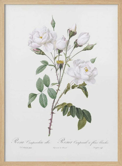 A framed vintage botanical illustration of a white rose branch, identified as 'Rosa Campanulata alba'. The illustration features several open white blossoms with yellow centers, closed buds, green leaves, and thorny stems against a light, off-white background. The print is housed in a simple black frame. Poster