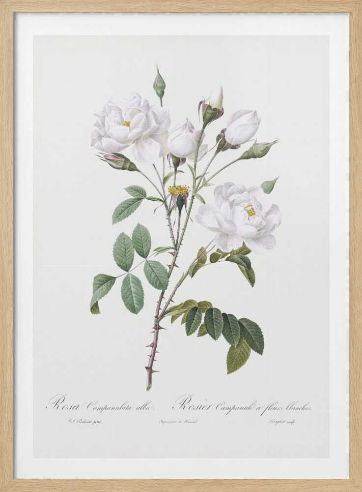 A framed vintage botanical illustration of a white rose branch, identified as 'Rosa Campanulata alba'. The illustration features several open white blossoms with yellow centers, closed buds, green leaves, and thorny stems against a light, off-white background. The print is housed in a simple black frame. Poster