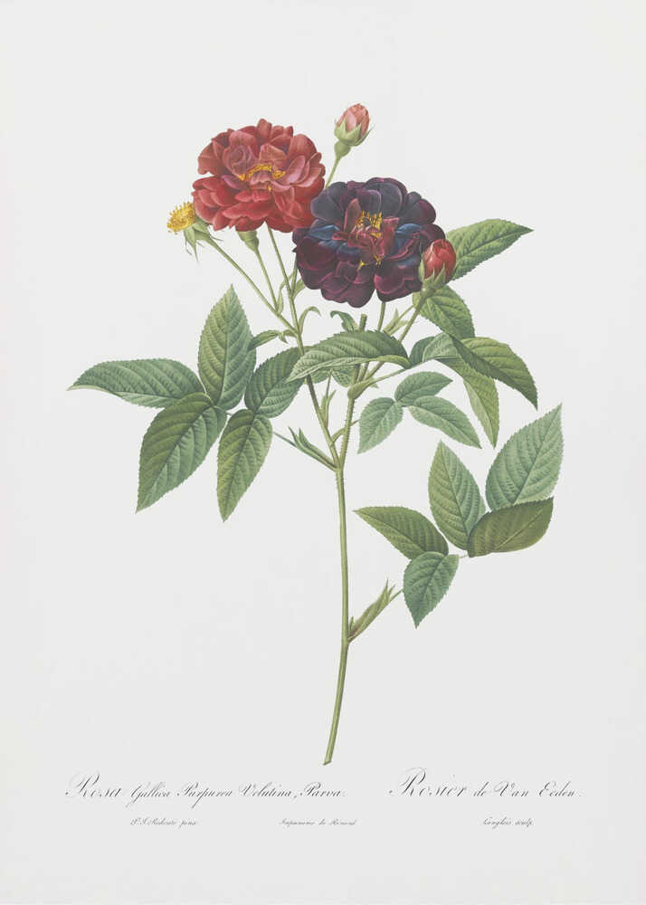 A classic botanical illustration of a rose stem with lush green leaves, showcasing a fully bloomed deep red flower and a dark velvety purple-red flower against a clean white background. The artwork, which includes cursive text at the bottom, is set within a simple black frame. Print
