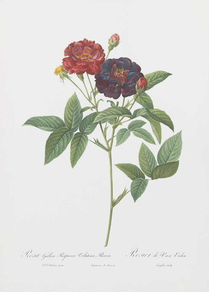 A classic botanical illustration of a rose stem with lush green leaves, showcasing a fully bloomed deep red flower and a dark velvety purple-red flower against a clean white background. The artwork, which includes cursive text at the bottom, is set within a simple black frame. Print