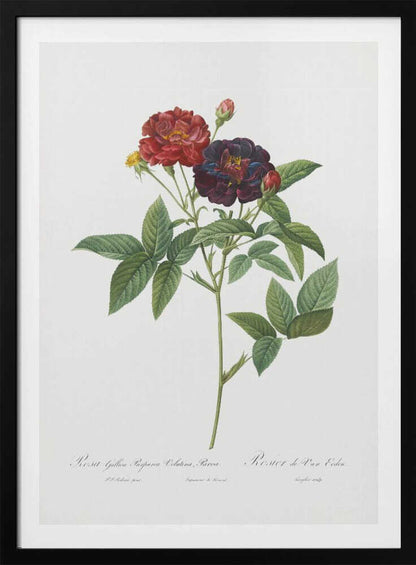 A classic botanical illustration of a rose stem with lush green leaves, showcasing a fully bloomed deep red flower and a dark velvety purple-red flower against a clean white background. The artwork, which includes cursive text at the bottom, is set within a simple black frame. Print