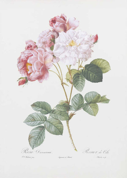 A framed vintage botanical illustration of a Damask rose (Rosa Damascena) stem, featuring delicate pink and white blossoms and detailed green leaves against a light cream background. Cursive scientific text is visible at the bottom. Decor