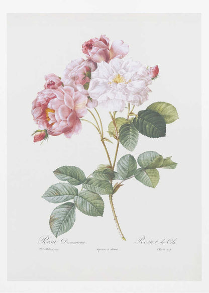 A framed vintage botanical illustration of a Damask rose (Rosa Damascena) stem, featuring delicate pink and white blossoms and detailed green leaves against a light cream background. Cursive scientific text is visible at the bottom. Decor