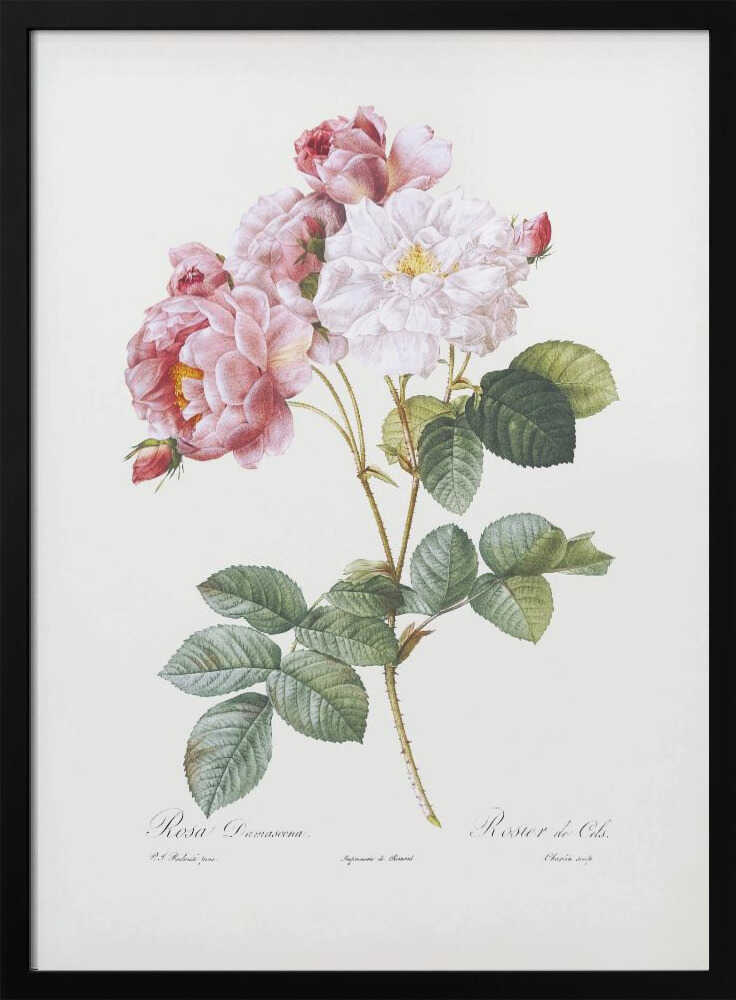 A framed vintage botanical illustration of a Damask rose (Rosa Damascena) stem, featuring delicate pink and white blossoms and detailed green leaves against a light cream background. Cursive scientific text is visible at the bottom. Decor