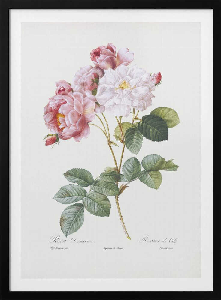 A framed vintage botanical illustration of a Damask rose (Rosa Damascena) stem, featuring delicate pink and white blossoms and detailed green leaves against a light cream background. Cursive scientific text is visible at the bottom. Decor