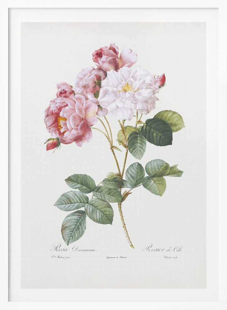 A framed vintage botanical illustration of a Damask rose (Rosa Damascena) stem, featuring delicate pink and white blossoms and detailed green leaves against a light cream background. Cursive scientific text is visible at the bottom. Decor