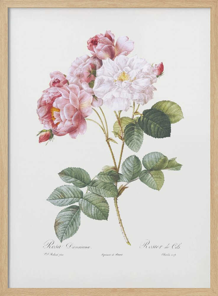 A framed vintage botanical illustration of a Damask rose (Rosa Damascena) stem, featuring delicate pink and white blossoms and detailed green leaves against a light cream background. Cursive scientific text is visible at the bottom. Decor