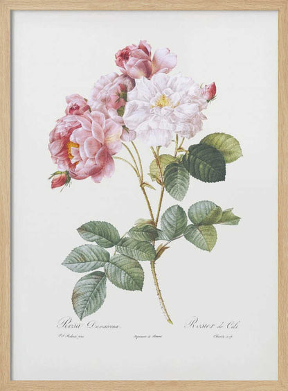 A framed vintage botanical illustration of a Damask rose (Rosa Damascena) stem, featuring delicate pink and white blossoms and detailed green leaves against a light cream background. Cursive scientific text is visible at the bottom. Decor