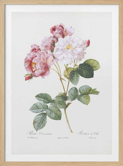 A framed vintage botanical illustration of a Damask rose (Rosa Damascena) stem, featuring delicate pink and white blossoms and detailed green leaves against a light cream background. Cursive scientific text is visible at the bottom. Decor