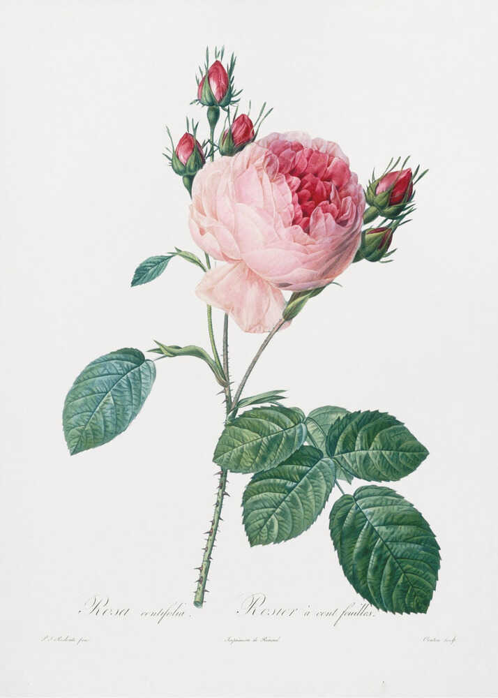 A vintage botanical illustration of a pink cabbage rose, Rosa centifolia, against a plain white background. The flower is in full bloom with ruffled petals, darker red towards the center, and is surrounded by several small, red rosebuds. The stem is green and thorny with detailed, serrated green leaves. Below the flower, there is cursive text identifying the plant. The entire piece is encased in a simple black frame. Artwork