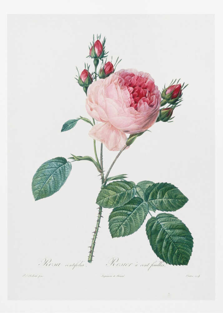 A vintage botanical illustration of a pink cabbage rose, Rosa centifolia, against a plain white background. The flower is in full bloom with ruffled petals, darker red towards the center, and is surrounded by several small, red rosebuds. The stem is green and thorny with detailed, serrated green leaves. Below the flower, there is cursive text identifying the plant. The entire piece is encased in a simple black frame. Artwork