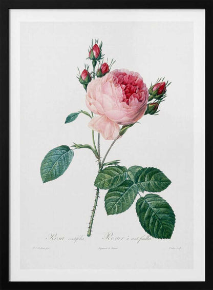 A vintage botanical illustration of a pink cabbage rose, Rosa centifolia, against a plain white background. The flower is in full bloom with ruffled petals, darker red towards the center, and is surrounded by several small, red rosebuds. The stem is green and thorny with detailed, serrated green leaves. Below the flower, there is cursive text identifying the plant. The entire piece is encased in a simple black frame. Artwork