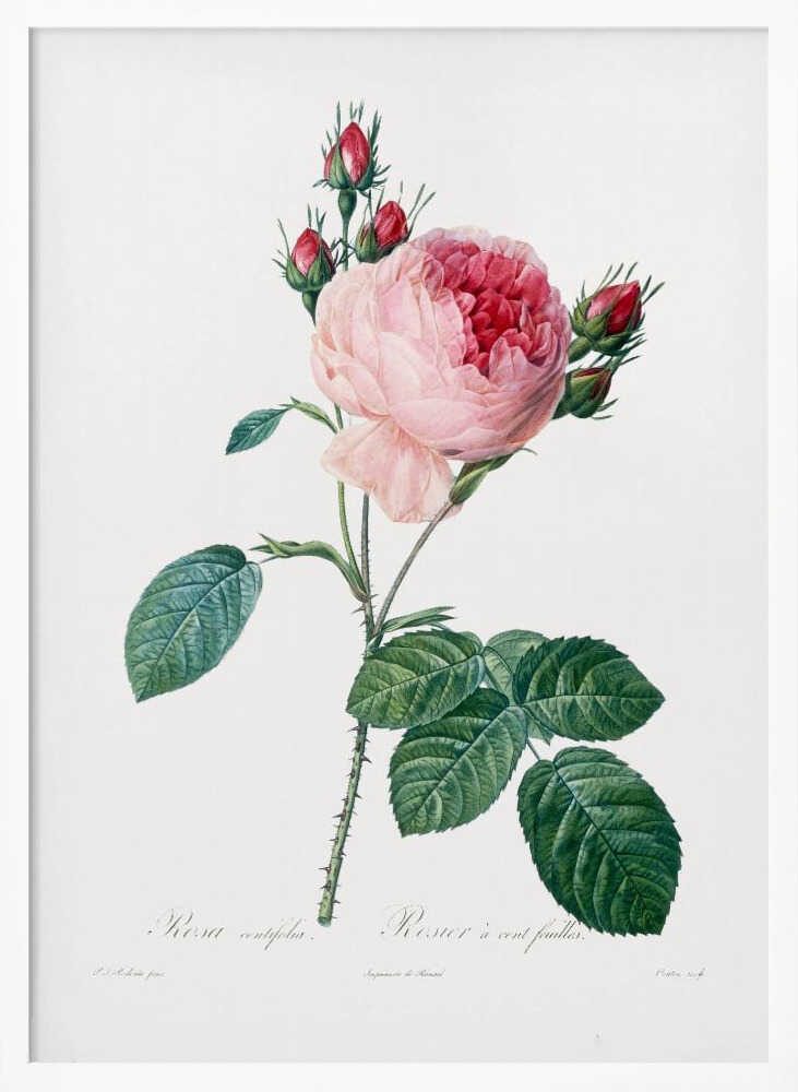 A vintage botanical illustration of a pink cabbage rose, Rosa centifolia, against a plain white background. The flower is in full bloom with ruffled petals, darker red towards the center, and is surrounded by several small, red rosebuds. The stem is green and thorny with detailed, serrated green leaves. Below the flower, there is cursive text identifying the plant. The entire piece is encased in a simple black frame. Artwork