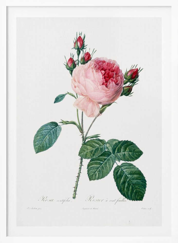 A vintage botanical illustration of a pink cabbage rose, Rosa centifolia, against a plain white background. The flower is in full bloom with ruffled petals, darker red towards the center, and is surrounded by several small, red rosebuds. The stem is green and thorny with detailed, serrated green leaves. Below the flower, there is cursive text identifying the plant. The entire piece is encased in a simple black frame. Artwork