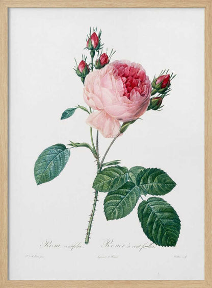 A vintage botanical illustration of a pink cabbage rose, Rosa centifolia, against a plain white background. The flower is in full bloom with ruffled petals, darker red towards the center, and is surrounded by several small, red rosebuds. The stem is green and thorny with detailed, serrated green leaves. Below the flower, there is cursive text identifying the plant. The entire piece is encased in a simple black frame. Artwork
