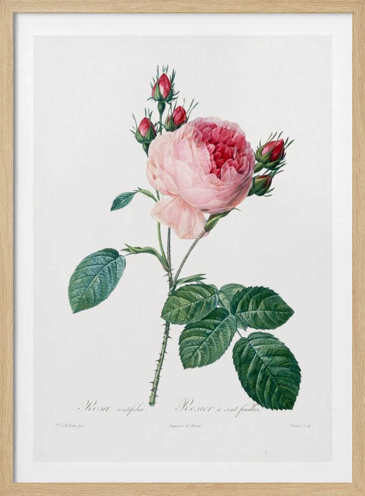 A vintage botanical illustration of a pink cabbage rose, Rosa centifolia, against a plain white background. The flower is in full bloom with ruffled petals, darker red towards the center, and is surrounded by several small, red rosebuds. The stem is green and thorny with detailed, serrated green leaves. Below the flower, there is cursive text identifying the plant. The entire piece is encased in a simple black frame. Artwork