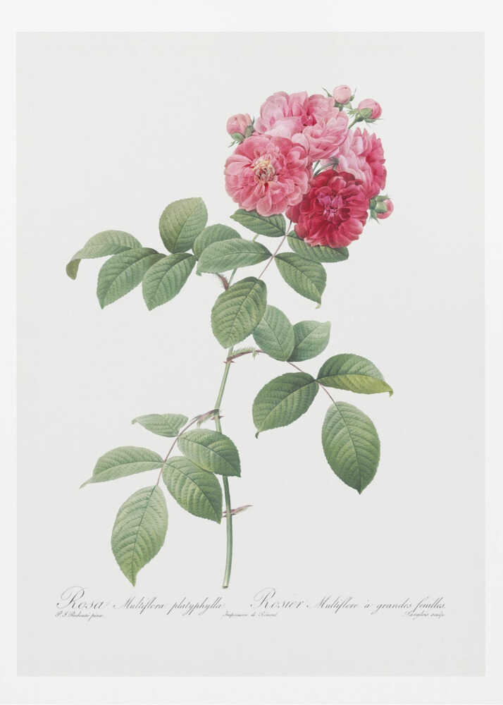 A framed vintage botanical illustration of a Rosa Multiflora platyphylla. The artwork features a single plant stem with green serrated leaves and a cluster of pink and deep red roses at the top. The background is a clean off-white, and there is cursive text at the bottom identifying the flower. Poster