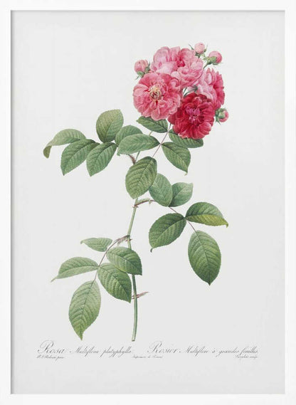 A framed vintage botanical illustration of a Rosa Multiflora platyphylla. The artwork features a single plant stem with green serrated leaves and a cluster of pink and deep red roses at the top. The background is a clean off-white, and there is cursive text at the bottom identifying the flower. Poster